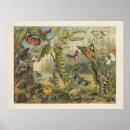Buscar mariposa antigua posters General y unisex