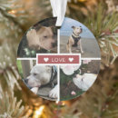 Buscar mascota memoriales Amar