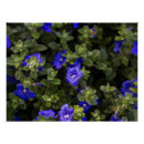 Buscar enano fotografía Azul