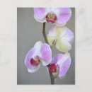 Buscar orquídeas rosadas postales Flores