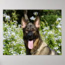 Buscar pastor alemán posters Flores