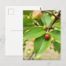 Buscar mariquitas postales General y unisex