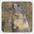Buscar marmot pegatinas Mamífero