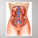 Buscar medicina interna posters Órganos internos