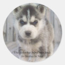 Buscar cáusticos Huskies