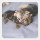 Buscar dos gatitos postales Juguetón