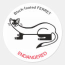 Buscar ferret pegatinas Animal