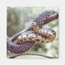 Buscar serpiente manchada Fotografía
