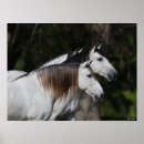 Buscar caballos andaluces posters Bob langrish