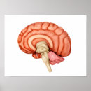 Buscar lóbulos posters Cerebro