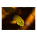 Buscar hoja verde posters Luz