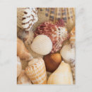 Buscar seashell postales Cáscara