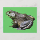 Buscar ranas lindas fotografía Anfibio