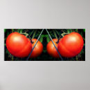 Buscar tomate rojo posters Fotografía