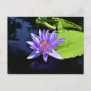 Buscar waterlily postales Agua