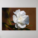 Buscar significado de la flor posters Floral