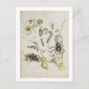 Buscar maria sibylla merian postales Meriano