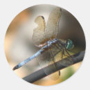 Buscar mosca del dragón pegatinas Moscas