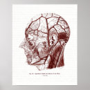 Buscar cráneo humano posters Medicina