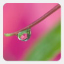 Buscar gota de agua pegatinas Caer