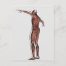 Buscar muscular postales Ilustracion
