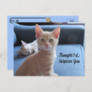 Buscar sorpresa postales Gato