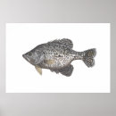 Buscar tipo de pez Pescados