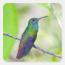 Buscar colibrí verde pegatinas Rosa