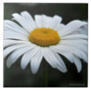 Buscar daisy azulejos Fotografía