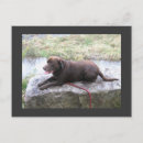 Buscar bruno postales Perro