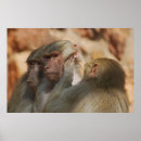 Buscar chimpancé arte Divertido