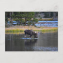 Buscar alces postales Macho