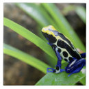 Buscar américa azulejos Fauna