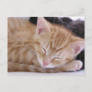 Buscar gatitos postales Animal