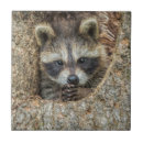 Buscar mapache azulejos Animales del bosque