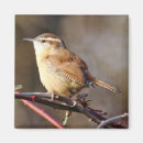 Buscar del wren imanes Fotografía