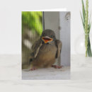 Buscar pájaro sonriente General y unisex