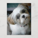 Buscar perro blanco postales Gris