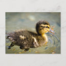 Buscar pato postales Agua