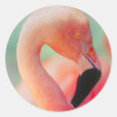 Buscar pájaros rosados pegatinas Animal