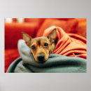 Buscar pinscher miniatura posters Cachorro