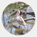 Buscar pelícano pegatinas Naturaleza