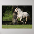 Buscar lusitano posters Corriendo