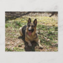 Buscar german postales Animal
