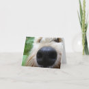 Buscar revestido tarjetas Terrier