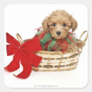 Buscar caniche pegatinas Animal