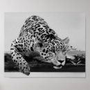 Buscar leopardo blanco posters Leopardos