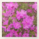 Buscar rhodies Flor