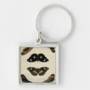 Buscar insectos llaveros Mariposas