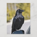 Buscar raven postales Animal